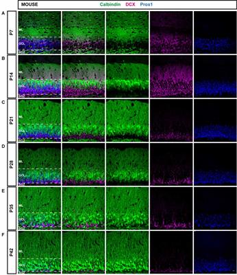 Differential Postnatal Expression of Neuronal Maturation Markers in the Dentate Gyrus of Mice and Rats